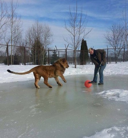Sterk, a African Lion playing Pond Hockey at Oaklawn Farm Zoo