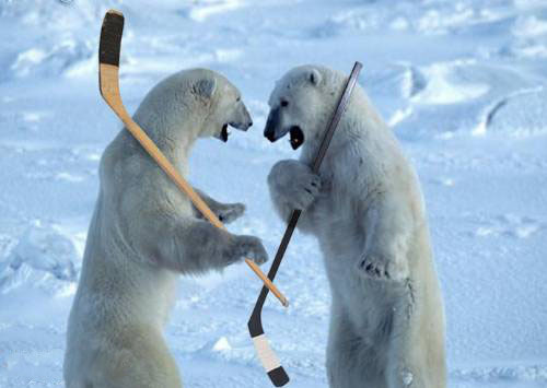 Hockey Polar Bears