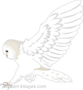 Owl Wing Illustration