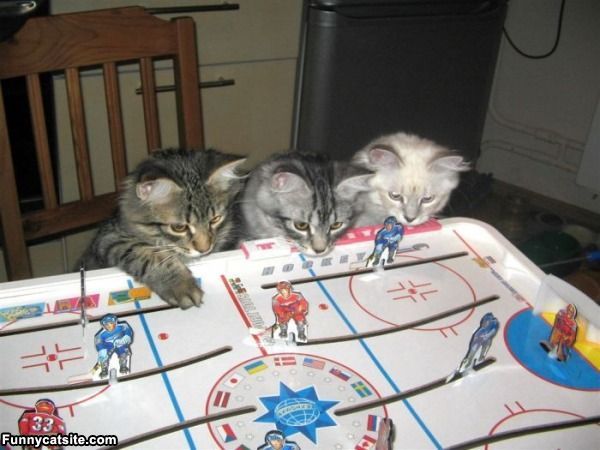 3 Cats watching a Table Top Hockey game