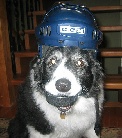 Hockey Dog with Puck in Mouth