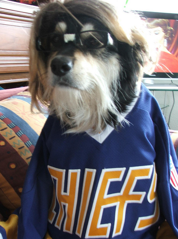 Hockey Dog with Chiefs Jersey on, and Hansen Glasses