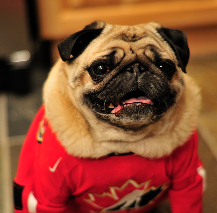 Hockey Dog with Team Canada Jersey on