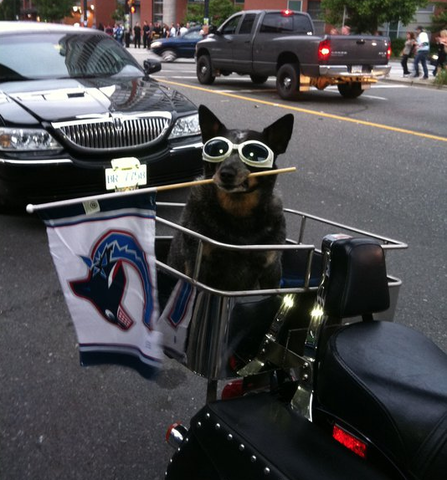 Hockey Dog with Vancouver Canucks Flag