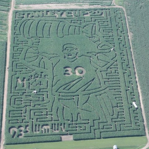 Boston Bruins Corn Maze
