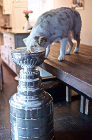 Nick Bonino's Dog Kali eats from the Stanley Cup 2016
