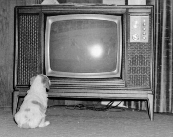 Dog Watching Hockey on T.V. 1960s - Dogs Who Love Hockey / Hockey Dog