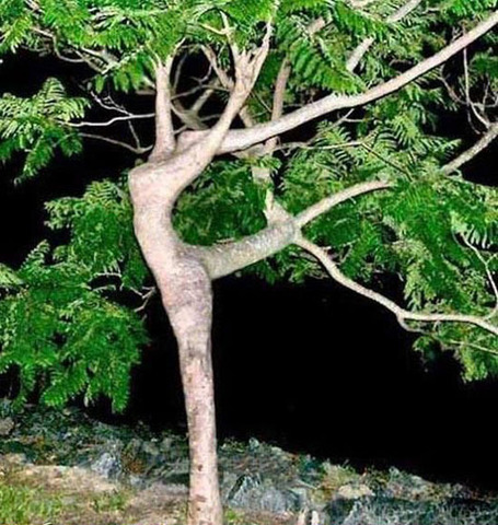Tree Dancer