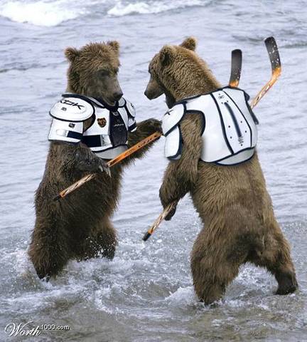 Dueling Hockey Bears
