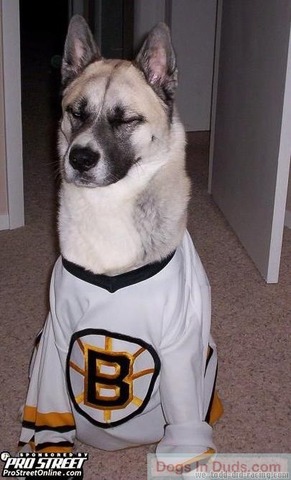 Boston Bruins Hockey Dog 1