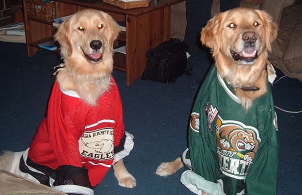 Hockey Dogs with Ice Hockey Jersey's on