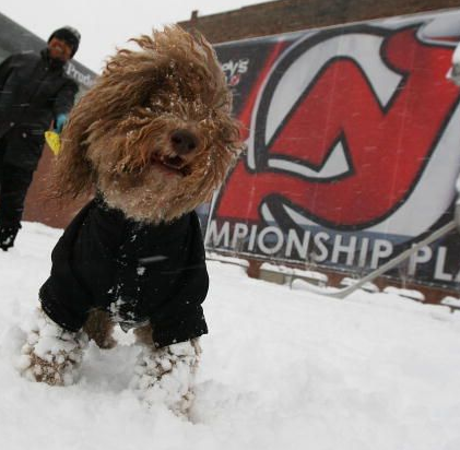 Hockey Dog outside New Jersey Devils game
