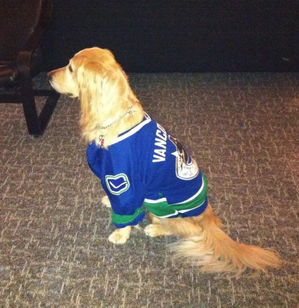 Hockey Dog in a Vancouver Canucks Jersey