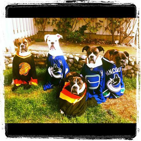Dogs in Vancouver Canucks Jerseys 
