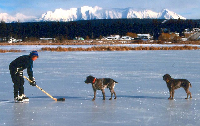 Hockey Dogs - Dog Hockey - 2