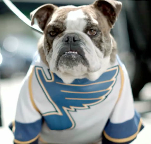 Hockey Dog in a St Louis Blues Jersey - 2011